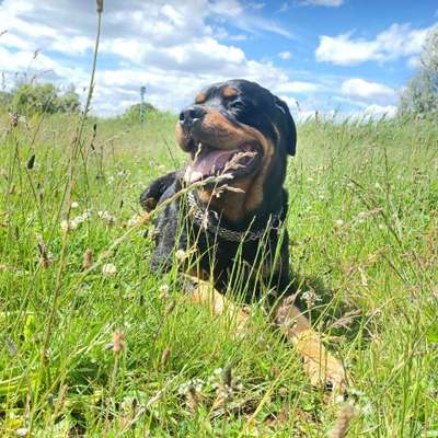 Hundetreffen-Rotweilerdamen treffen