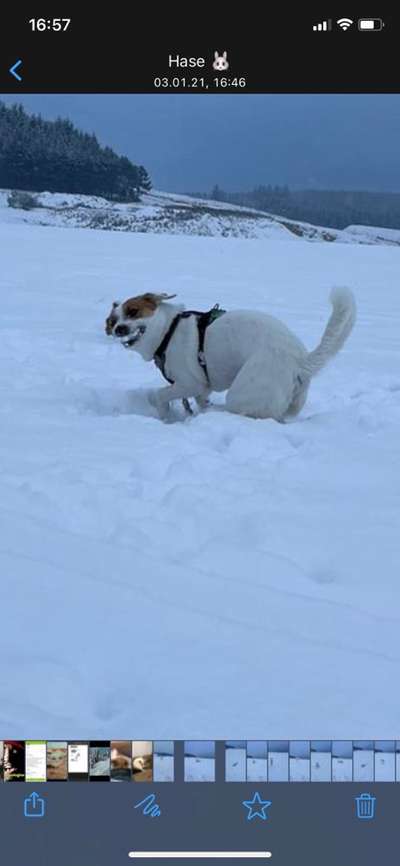 Zeige das lustigste Bild eures Hundis-Beitrag-Bild