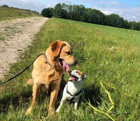 Bester Freund, Hundekumpel - zeigt her!-Beitrag-Bild