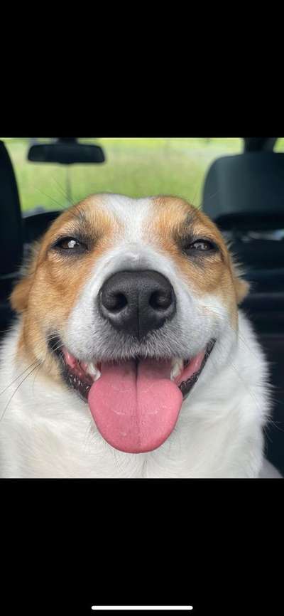 Tongue Out Tuesday-Beitrag-Bild