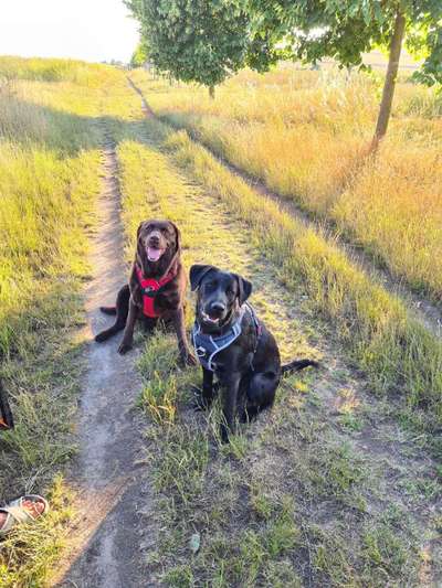 Wo sind meine Labrador Freunde-Beitrag-Bild