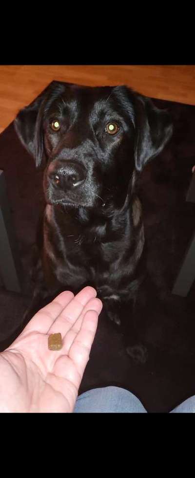 Zeigt mir eure Schäferhund Mischlinge :-)-Beitrag-Bild