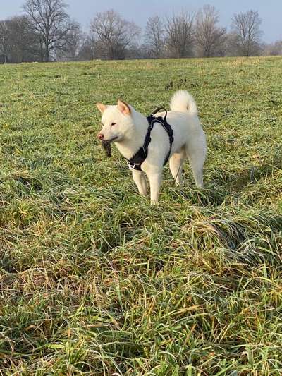 Shiba Inu und andere japanische Rassen!-Beitrag-Bild