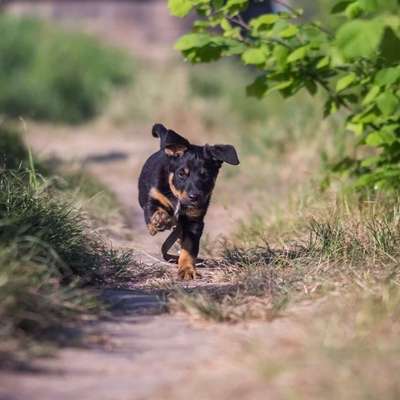 Hundetreffen-Spielpartner gesucht-Bild