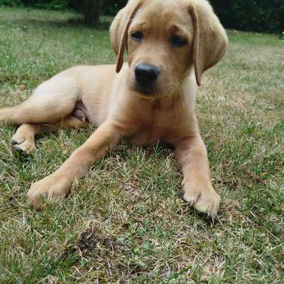 Hundetreffen-Welpen zum gemeinsamen Spielen gesucht-Bild