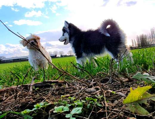 Die Dogorama Wochen Challenge "Friends will be Friends"-Beitrag-Bild