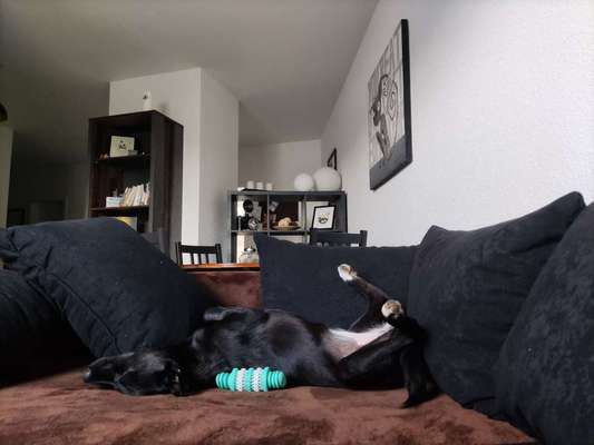 Die Dogorama Wochen Challenge-Beitrag-Bild