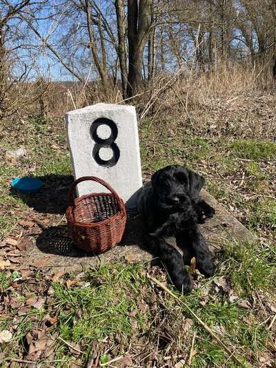 Hundetreffen-gesucht: Gassi-Bekanntschaft mit nettem Hund und ungeimpften Zweibeinern, tg: @Waldbluetenfee-Bild