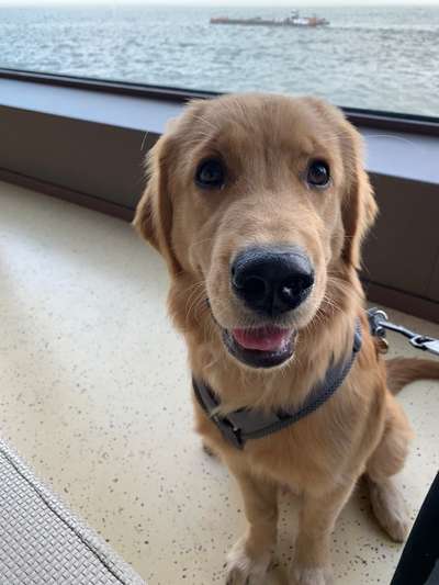 Wie heißt dein Hund?-Beitrag-Bild