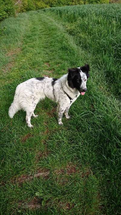 Mischlingshunde Foto Aufruf-Beitrag-Bild