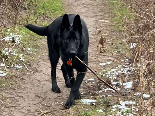 Wo sind die Osteuropäischen Schäferhunde-Beitrag-Bild