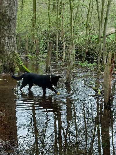 Foto -Challenge  Thema : Dein Hund Im Wald-Beitrag-Bild