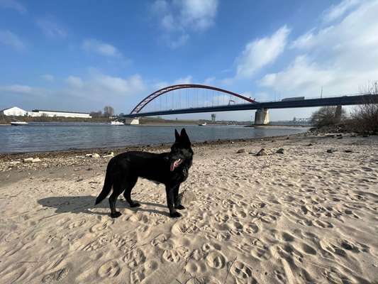 Wer hat Angst vor dem schwarzen Hund?-Beitrag-Bild