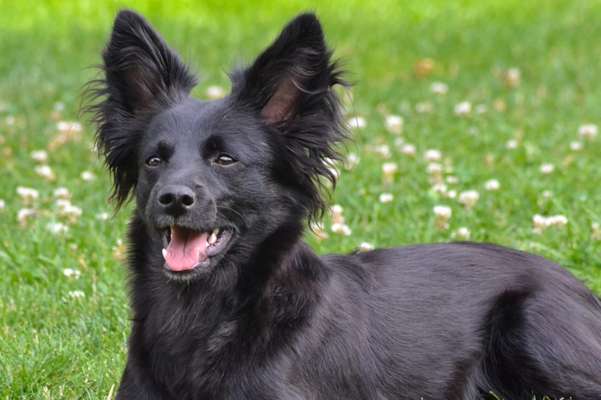 Kleine Hunde ganz Groß-Beitrag-Bild