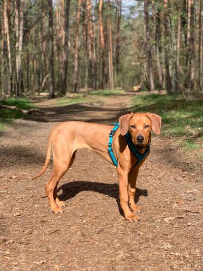Rhodesian Ridgeback-Beitrag-Bild