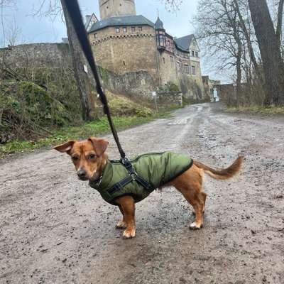 Hundetreffen-Spielpartner gesucht-Bild