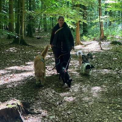 Giftköder-Gassiservice-Bild