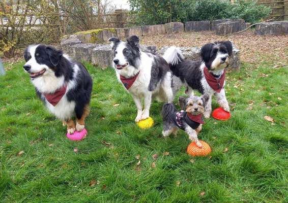 31. Impulskontrollübung: Artgenossen-Beitrag-Bild