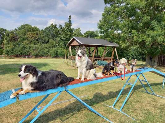 31. Impulskontrollübung: Artgenossen-Beitrag-Bild