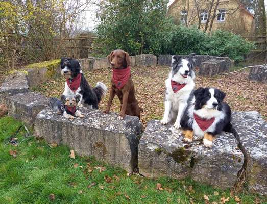 31. Impulskontrollübung: Artgenossen-Beitrag-Bild