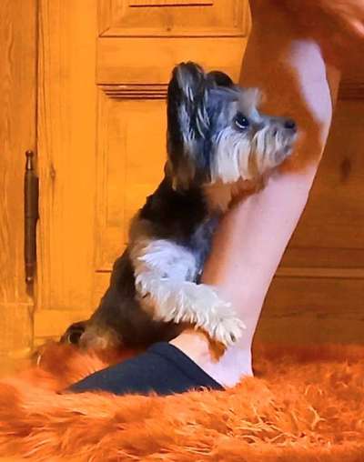 Dogorama Photo Challenge- Aufmerksamkeit bitte!-Beitrag-Bild