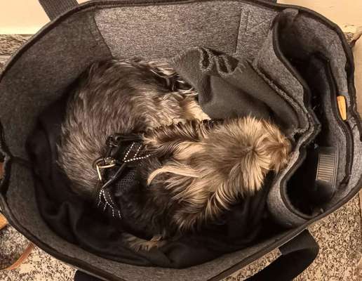 34. Impulskontrollübung "Ruhe an fremden Orten"-Beitrag-Bild