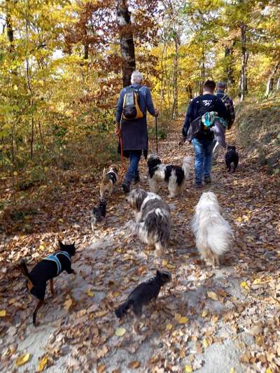 31. Impulskontrollübung: Artgenossen-Beitrag-Bild