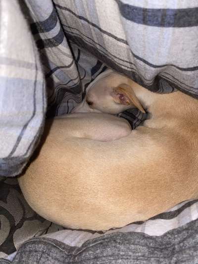 Whippet-Beitrag-Bild