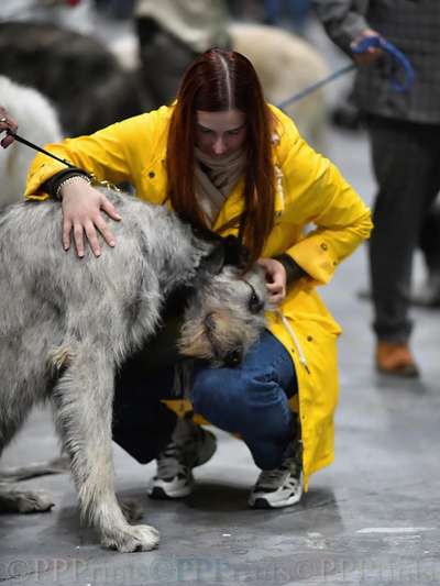Die 21. Rostocker Rassehunde-Ausstellung: Eine Veranstaltung mit Vorbehalten?-Beitrag-Bild