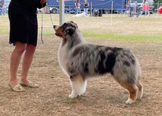 Alles rund um den Schäferhund, diskutieren erwünscht.-Beitrag-Bild