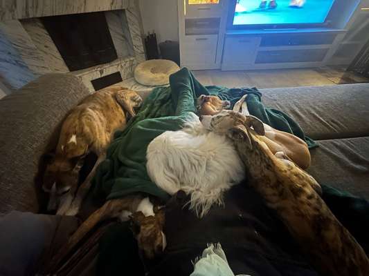 Reinrassige Hunde?-Beitrag-Bild