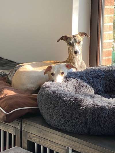 Whippet-Beitrag-Bild