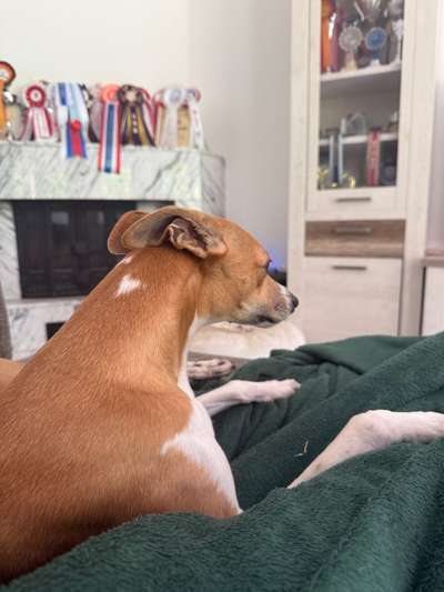 Unkastrierte Hündin und unkastrierten Rüden gemeinsm halten-Beitrag-Bild