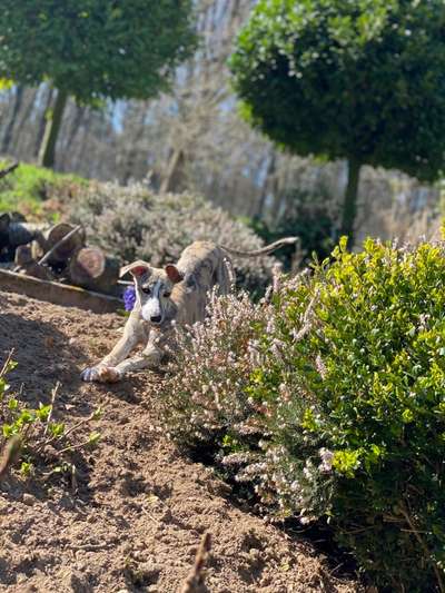 Challenge 23 : "  Euer Hund beim Frühlingserwachen "-Beitrag-Bild