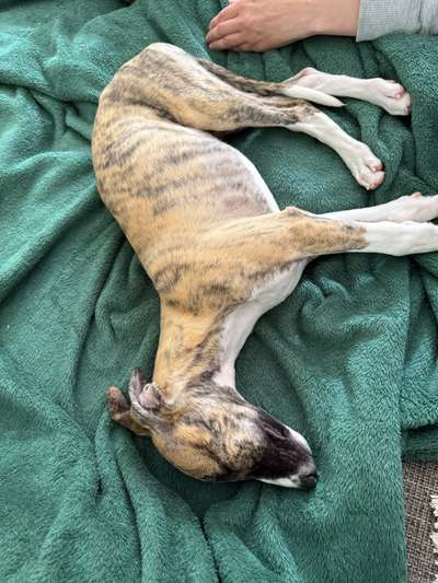 Whippet-Beitrag-Bild