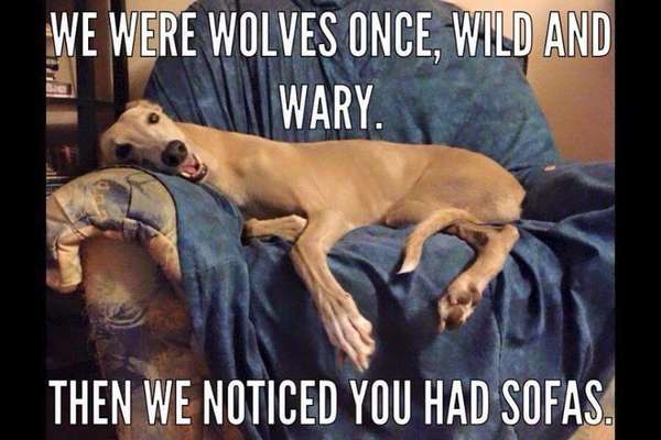 Windhunde - Treffen der besonderen Schönheiten
HERZLICH WILLKOMMEN-Beitrag-Bild