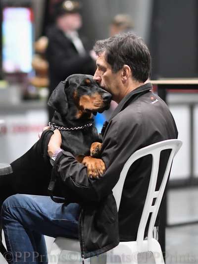 Die 21. Rostocker Rassehunde-Ausstellung: Eine Veranstaltung mit Vorbehalten?-Beitrag-Bild