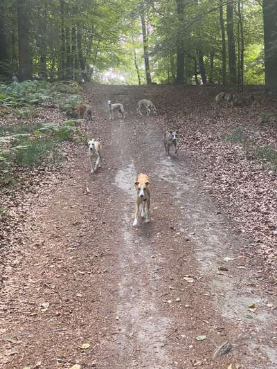 Alles rund um den Schäferhund, diskutieren erwünscht.-Beitrag-Bild