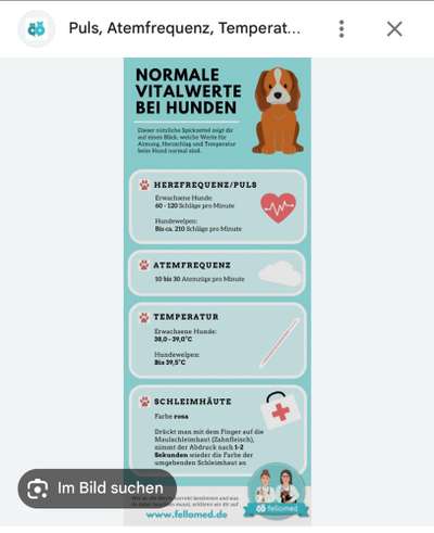 Puls beim Hund-Beitrag-Bild