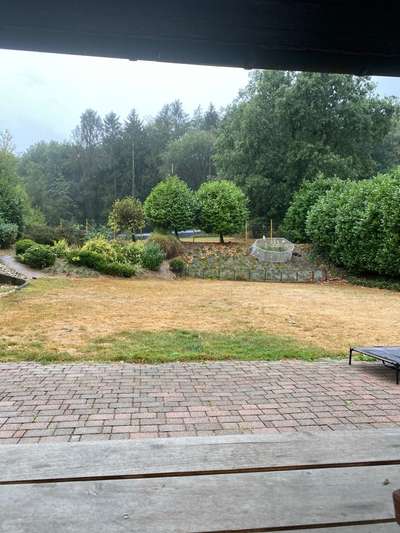 Alles rund um den Schäferhund, diskutieren erwünscht.-Beitrag-Bild