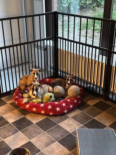 Körbchen / Decke gewöhnen-Beitrag-Bild