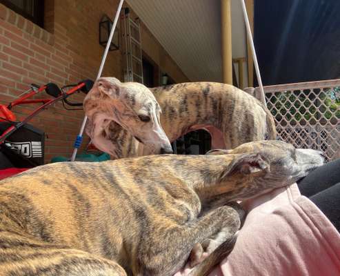 Windhunde - Treffen der besonderen Schönheiten
HERZLICH WILLKOMMEN-Beitrag-Bild