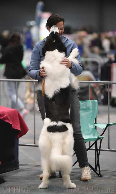 Die 21. Rostocker Rassehunde-Ausstellung: Eine Veranstaltung mit Vorbehalten?-Beitrag-Bild