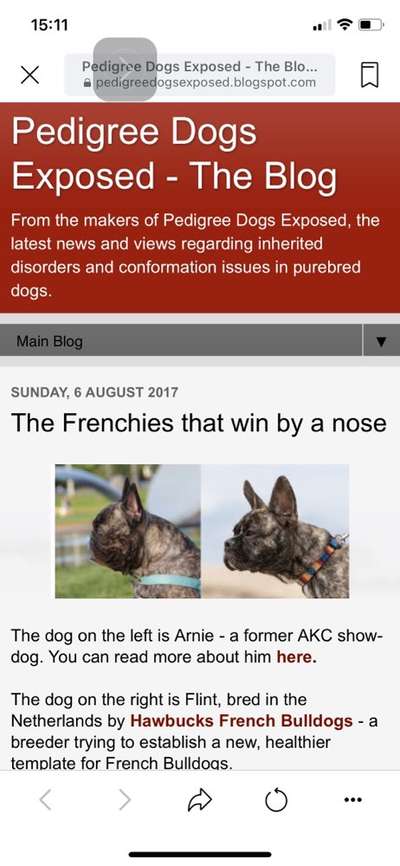 Brachycephale Hunderassen-Beitrag-Bild