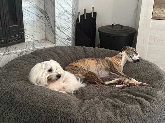 Reinrassige Hunde?-Beitrag-Bild