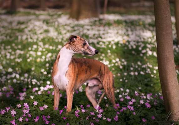 Hund und Natur-Beitrag-Bild