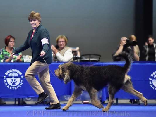 Die 21. Rostocker Rassehunde-Ausstellung: Eine Veranstaltung mit Vorbehalten?-Beitrag-Bild