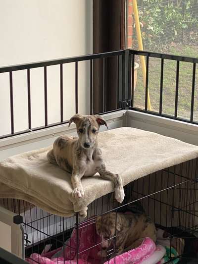 Welpen Bilder !-Beitrag-Bild