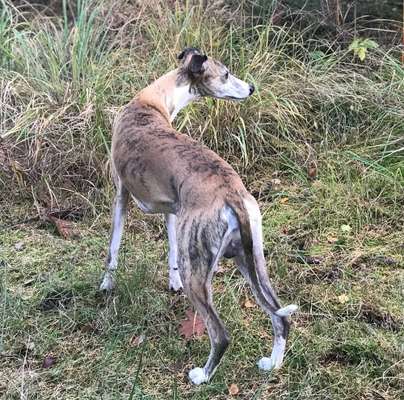 Der Gewichts-Thread-Beitrag-Bild