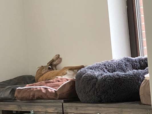 Whippet-Beitrag-Bild